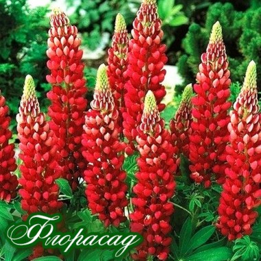 Люпин многолетний крупноцветковый Красное пламя (1 растение) описание, отзывы, характеристики
