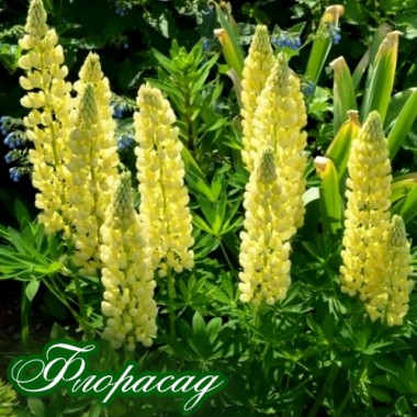 Люпин многолетний крупноцветковый Желтое пламя (1 растение) описание, отзывы, характеристики