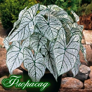 Каладіум Fancy leaf Candidum (1 цибулина) опис, характеристики, відгуки