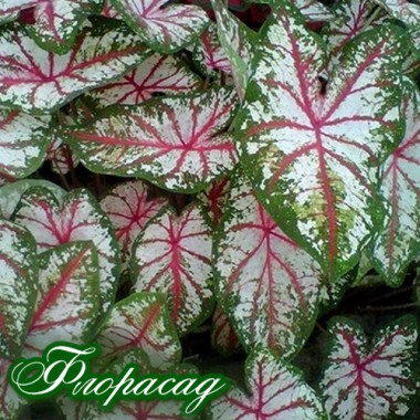 Каладиум Fancy leaf Tapestry (1 луковица)  описание, отзывы, характеристики