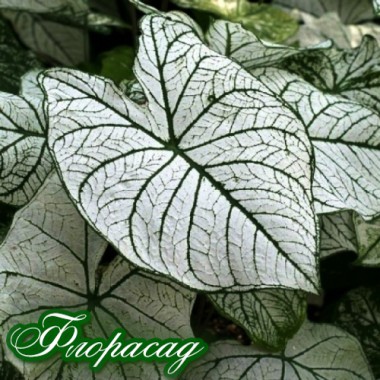 Каладіум Fancy leaf White Christmas (1 цибулина) опис, характеристики, відгуки