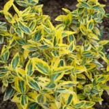 Бересклет Форчуна Emerald 'n' Gold (зелено-желтый) (1 растение) описание, отзывы, характеристики
