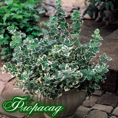 Бересклет Форчуна Emerald Gaiety (1 растение) описание, отзывы, характеристики