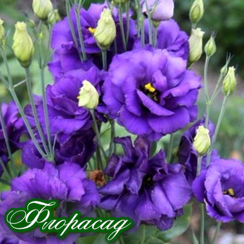 Переваги насіння багаторічної Еустомі