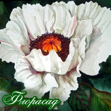 Мак багаторічний Queen Alexandra (1 рослина) опис, характеристики, відгуки