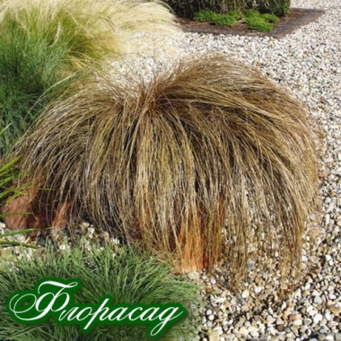 Осока мідна волосиста міні (1 рослина) опис, характеристики, відгуки