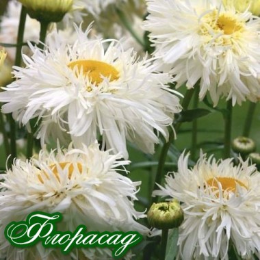 Ромашка крупноцветковая махровая Крейзи Дейзи (1 растение) описание, отзывы, характеристики