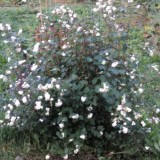 Сніжноягідник Білий (Symphoricarpos albus) (1 рослина) опис, характеристики, відгуки