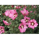 Гібіскус сирійський рожевий (1 рослина) опис, характеристики, відгуки