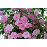 Ахименес Double Pink Rose (1 растение) описание, отзывы, характеристики