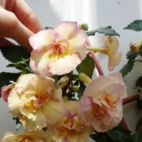 Ахіменес Double Yellow English Rose (1 рослина) опис, характеристики, відгуки