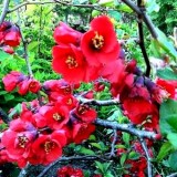Айва японська Fire Dance Crimson And Gold (1 рослина) опис, характеристики, відгуки