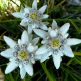 Едельвейс Альпійський Blossom of Snow (1 рослина) опис, характеристики, відгуки
