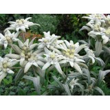 Эдельвейс Альпийский Blossom of Snow (1 растение) описание, отзывы, характеристики