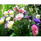 Эустома многолетняя махровая садовая розовая (1 саженец) описание, отзывы, характеристики
