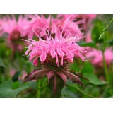Монарда Croftway Pink (1 растение) описание, отзывы, характеристики