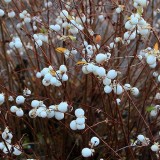 Сніжноягідник Білий (Symphoricarpos albus) (1 рослина) опис, характеристики, відгуки