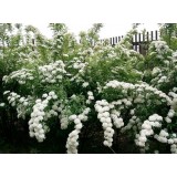 Спірея японська Біла (1 рослина) опис, характеристики, відгуки