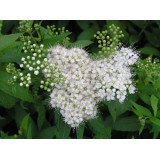 Спирея японская Белая (1 растение) описание, отзывы, характеристики