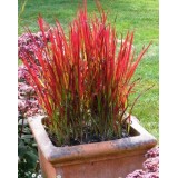 Імперата cylindrica Red Baron (1 рослина) опис, характеристики, відгуки