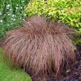 Осока мідна волосиста міні (1 рослина) опис, характеристики, відгуки