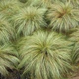 Осока зелена волосиста міні (1 рослина) опис, характеристики, відгуки