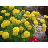 Ромашка дівоча махрова жовта (1 рослина) опис, характеристики, відгуки