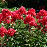 Флокс метельчатый paniculata Red Girl (1 растение) описание, отзывы, характеристики