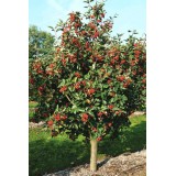 Горобина великоплідна їстівна Sorbus domestica (1 саджанець) опис, характеристики, відгуки