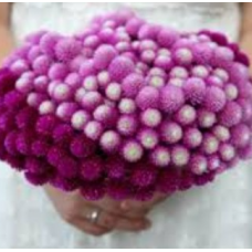 Семена гомфрена низкорослая будди Гном смесь (Zip-пакет 10 сем.)