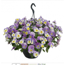 Семена виола каскадная Хайфлаєр F1 light violet shades (Zip-пакет 3 сем.)