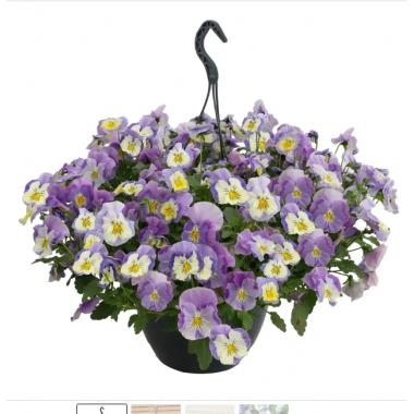 Семена виола каскадная Хайфлаєр F1 light violet shades (Zip-пакет 3 сем.) описание, отзывы, характеристики