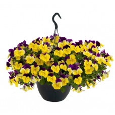 Семена виола каскадная Хайфлаєр F1 yellow purple wing (Zip-пакет 3 сем.)