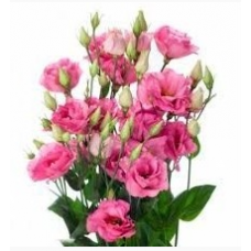 Насіння еустома Fleer F1 rose deep махрова великоквіткова (Zip-пакет 5 драже)
