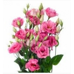 Насіння еустома Fleer F1 rose deep махрова великоквіткова (Zip-пакет 5 драже)