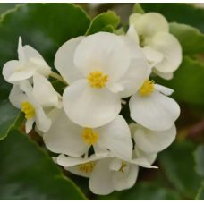 Семена Бегония вечноцветущая Инферно White on Green Foliage (5 драже)