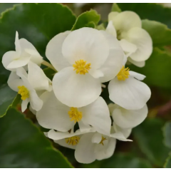 Семена Бегония вечноцветущая Инферно White on Green Foliage (5 драже)