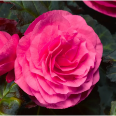 Насіння Бегонія махрова Нонстоп deep rose (Zip-пакет 5 насі. драже)