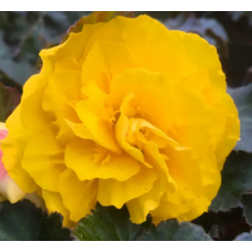 Семена Бегония махровая Нонстоп yellow (Zip-пакет 5 сем. драже)