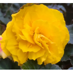 Семена Бегония махровая Нонстоп yellow (Zip-пакет 5 сем. драже)