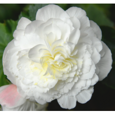 Семена Бегония махровая Нонстоп white (Zip-пакет 5 сем. драже)