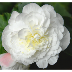 Семена Бегония махровая Нонстоп white (Zip-пакет 5 сем. драже)
