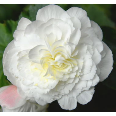 Семена Бегония махровая Нонстоп white (Zip-пакет 5 сем. драже) описание, отзывы, характеристики