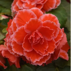 Семена бегония АмериГибрид Picotee Lace red (Zip-пакет 5 семян драже)