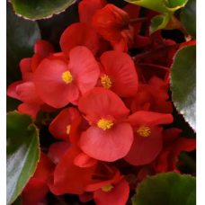 Семена Бегония вечноцветущая Инферно Red on Green Foliage (5 драже)