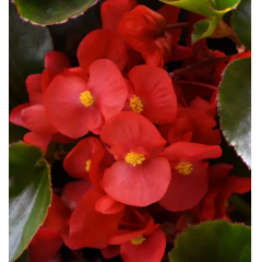 Семена Бегония вечноцветущая Инферно Red on Green Foliage (5 драже)