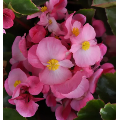 Семена Бегония вечноцветущая Инферно Rose on Green Foliage (5 драже)