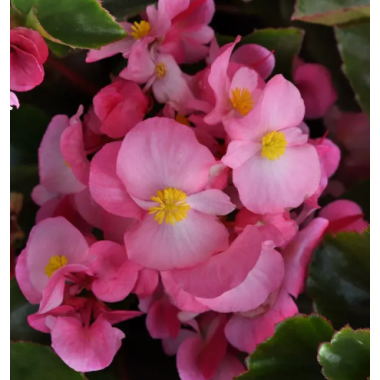 Семена Бегония вечноцветущая Инферно Rose on Green Foliage (5 драже) описание, отзывы, характеристики