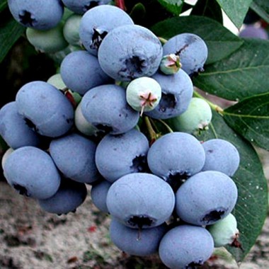 Голубика садовая Бригита Блю Vaccinium cor. Brigitta Blue описание, отзывы, характеристики