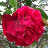 Камелия японская Blood of China (Румяная от удовольствия). Camellia j. Blood of China (1 саженец) описание, отзывы, характеристики